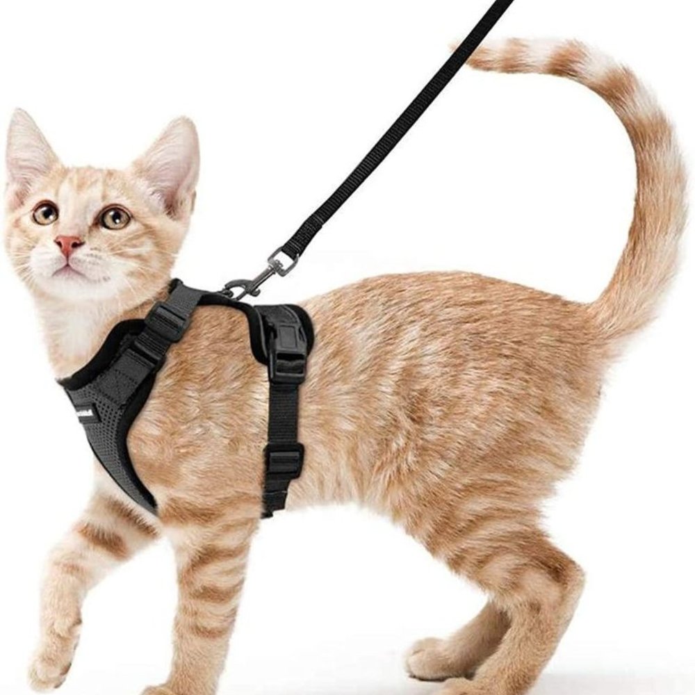 Cat Harness and Leash, NEW